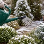 podlewanie ogrodu zimą konewką w czasie odwilży wśród ośnieżonych krzewów