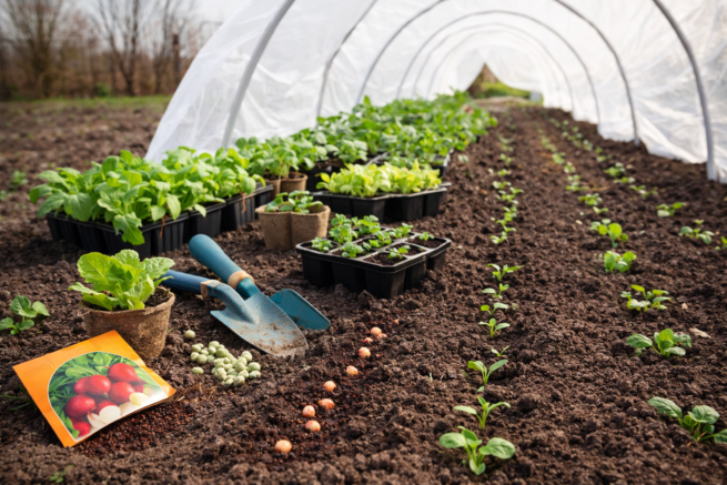Wczesnowiosenny ogród warzywny z wysianymi warzywami w marcu pod osłoną tunelu foliowego