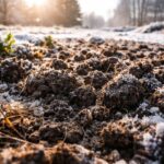 mróz wpływa na glebę w zimowym ogrodzie z przemrożoną strukturą podłoża