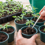 Przesadzanie młodych sadzonek pomidorów do osobnych doniczek podczas pikowania
