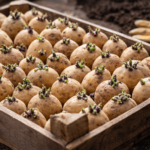 Podkiełkowane sadzeniaki ziemniaka przygotowane do sadzenia w ogrodzie